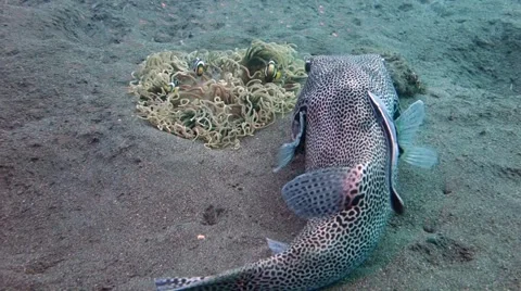 Puffer remora and nemo Stock Footage 45181031