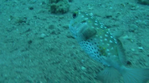  pufferfish 1 스톡 동영상 903415