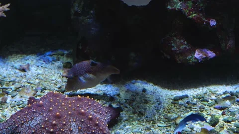 Pufferfish and starfish Stock Footage 135970021