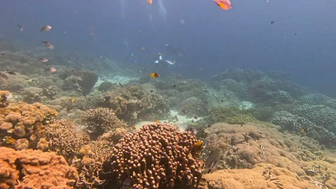 Pufferfish, batfish, triggerfish and other species of tropical fish on a coral Stock Footage 302796534