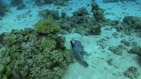 Pufferfish on Coral Reef Video stock 24240049
