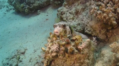 Pufferfish on Coral Reef Stock Footage 49833072