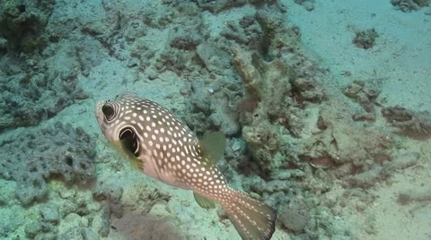 Pufferfish on Coral Reef Stock Footage 49833107