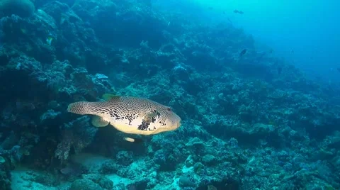 Pufferfish on a coral reef Stock Footage 51590512