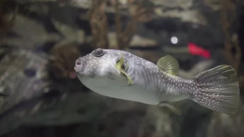 Pufferfish Curiously Exploring it's Environment and Bystanders in a Aquarium Stock Footage 100573833