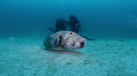 Pufferfish with divers Video stock 58297644