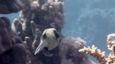 Pufferfish fish Box-cube on underwater coral in Red Sea. Stock-Footage 233053158