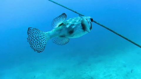 Pufferfish Stock Footage 305731589