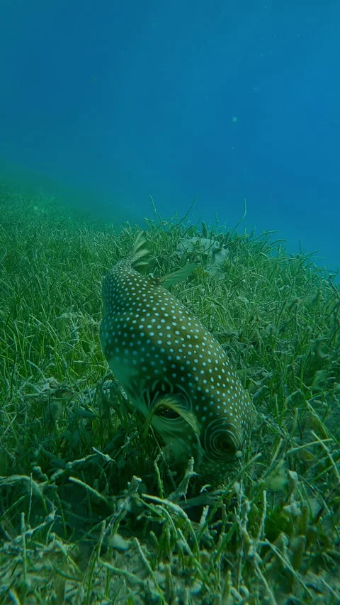 Pufferfish foraging in dense thickets of Noodle seagrass, Slow motion 動画素材 330752601