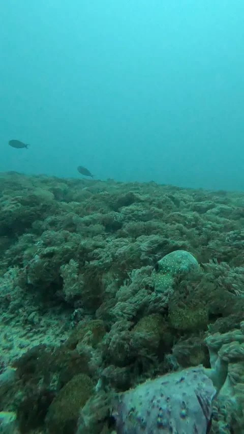 Pufferfish hiding Stock Footage 286376954