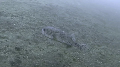 Pufferfish, Lembeh Strait, Indonesia Stock Footage 125679744