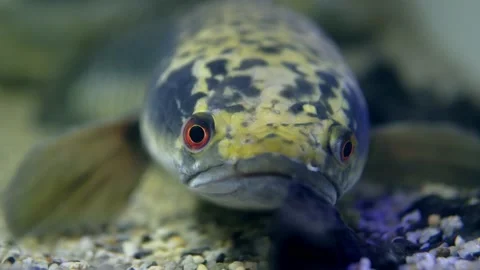 Pufferfish lying on the bottom of a tank and staring straight at the camera, its Stock Footage 239381868
