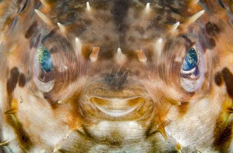 Pufferfish Stock Photos