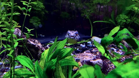 Pufferfish slowly swims between plants leaves. Puffer fish with black spots Stock-Footage 163473589