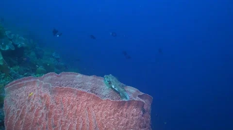 A Pufferfish on a sponge coral Stock Footage 51593291