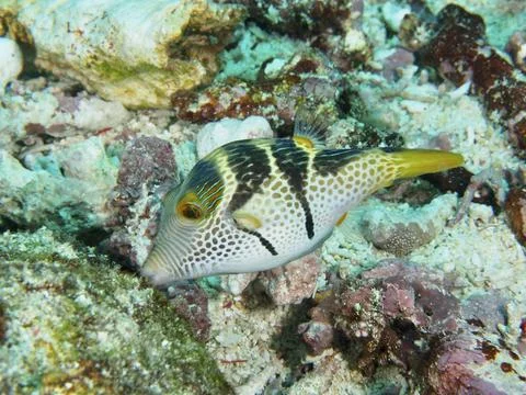 A pufferfish with a striking pattern, saddle point pufferfish (Canthigaster Stock Photos
