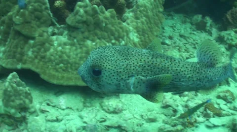 Pufferfish swimming Stock Footage 33093226
