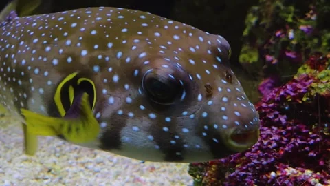 A pufferfish is swimming  Stock Footage 245030801
