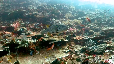 Pufferfish swimming over reef surrounded by small frish Stock Footage 130240645