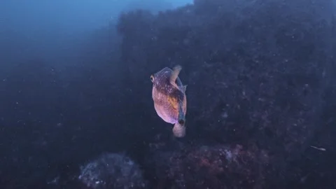 A pufferfish swimming slowly through a dark rocky reef Stock Footage 346531879