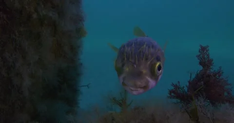 Pufferfish Swimming Under The Jetty, Close Up Stock Footage 317800307