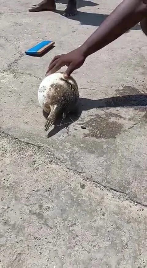 Puffers Fish Stock Footage 202069421