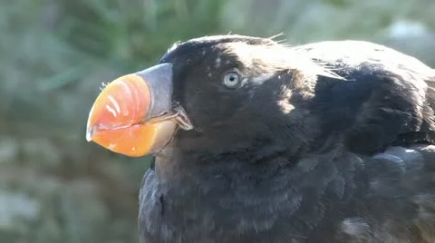 Puffin 3 (1920x1080) Stock Footage 10892961