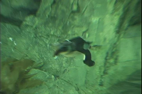 Puffin 3 動画素材 304509