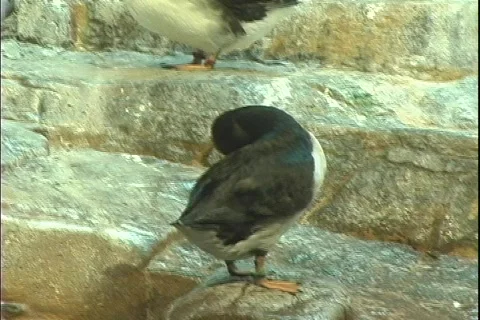 Puffin 3 動画素材 304520