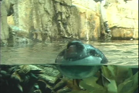 Puffin 3 動画素材 304615