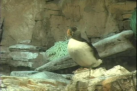 Puffin 3 動画素材 304641