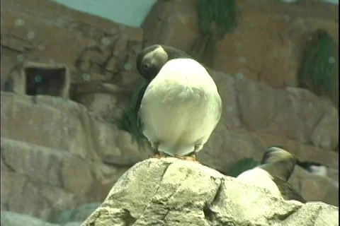 Puffin 3 動画素材 304651