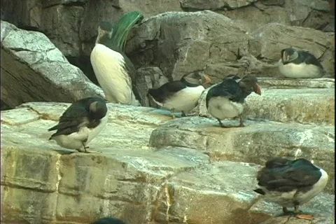 Puffin 3 動画素材 304724