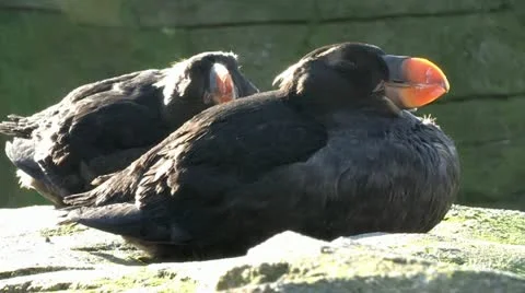 Puffin 3 Stock-Footage 10916946