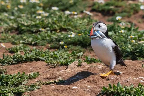Puffin with a beak full of sand eels looking for its burrow Stock-Fotos