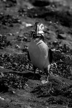 Puffin with a beak full of sand eels looking for its burrow Stock Photos