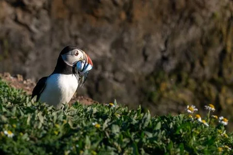 Puffin with a beak full of sand eels looking for its burrow Stock-Fotos