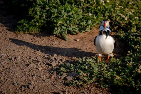 Puffin with a beak full of sand eels hoping for an escort back to the burro.. 库存照片