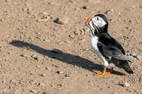 Puffin with a beak full of sand eels. The puffins would land near people in.. Photos