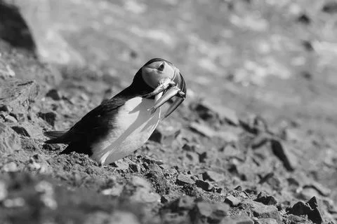 Puffin with a beak full of sand eels looking for its burrow Photos