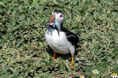 Puffin with a beak full of sand eels, Wales Stock-Fotos