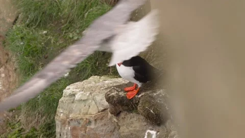 Puffin Being Scared by Flying Fulmar ( Slow Motion 120fps 4k) 動画素材 198170135