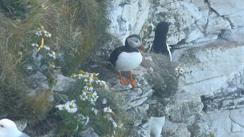 Puffin at Bempton Cliffs Stock Footage 92788025
