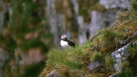 Puffin bird in front of cliffs of Runde island Stock Footage 230220856