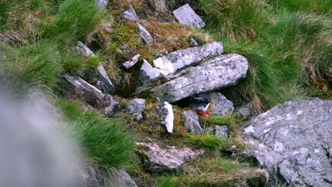 Puffin bird in front of nesting cave Stock Footage 230221724