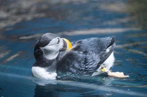Puffin bird Stock Photos