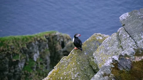 Puffin bird spreading wings in front of norwegian sea Stock Footage 230219830