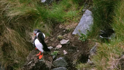 Puffin birds in front of their nesting chambers Stock Footage 230220966