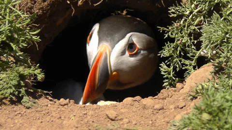Puffin in burrow Stock Footage 34370901
