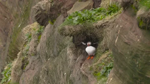 Puffin in Cave Flapping Wings (Slow Motion 120fps 4k) 動画素材 198171055